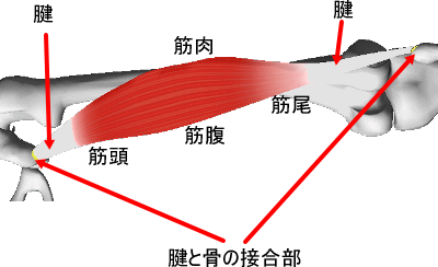 筋肉と腱