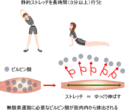静的ストレッチ