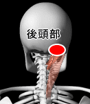 後頭下筋の腱付着部