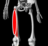 大腿四頭筋外側部全般