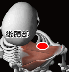僧帽筋の上縁中間部