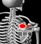 筋起始部で、肩甲棘上の内縁近傍
