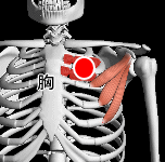 第２肋骨肋軟骨接合部の外側上縁