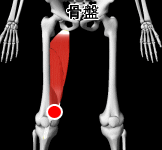 内側関節列隙より近位部の脂肪体