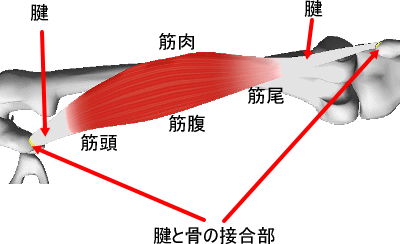 体の柔軟性と筋肉 痛みの専門院 東京 日本橋