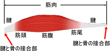 体の柔軟性と筋肉 痛みの専門院 東京 日本橋 体の柔軟性と筋肉 痛みの専門院 東京 日本橋