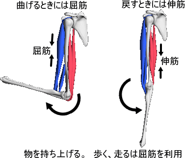 使う 筋肉 時に 走る