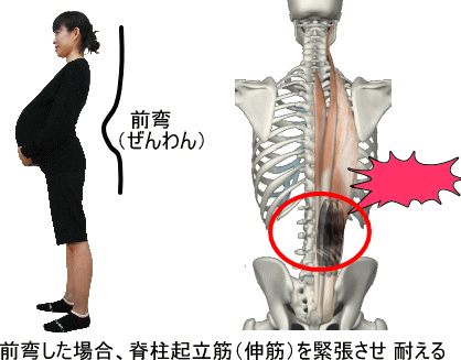 体の柔軟性と筋肉 痛みの専門院 東京 日本橋