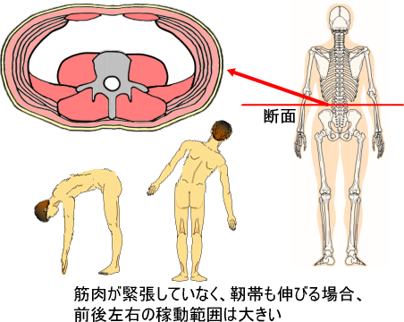 体の柔軟性と筋肉 痛みの専門院 東京 日本橋