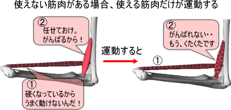 体の柔軟性と筋肉 痛みの専門院 東京 日本橋